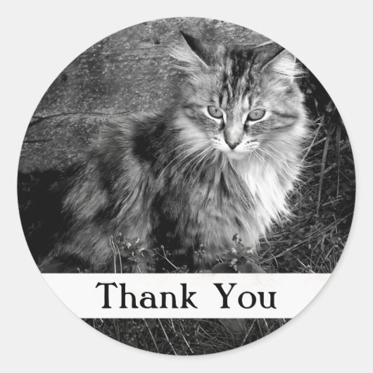 Vielen Dank, Maine Coon Cat Sticker (Vorderseite)
