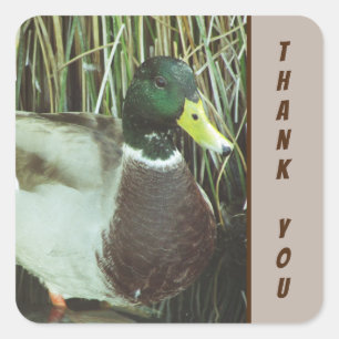 Vielen Dank, Mallard Duck Foto Nature Birds Quadratischer Aufkleber