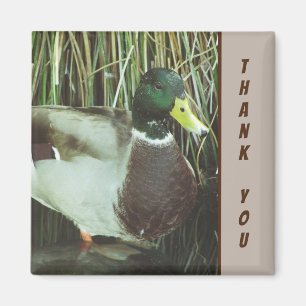 Vielen Dank Mallard Duck Foto Nature Lake Bird Magnet