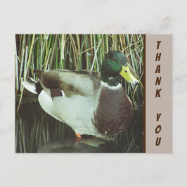 Vielen Dank, Mallard Duck Foto Nature Wertschätzun Postkarte