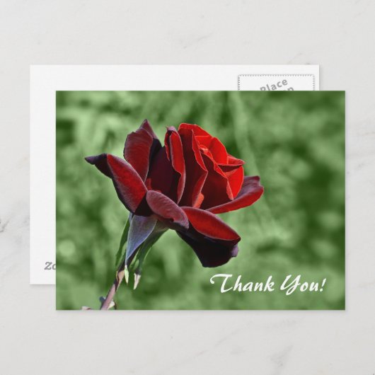 Vielen Dank Postkarte (Vorne/Hinten)