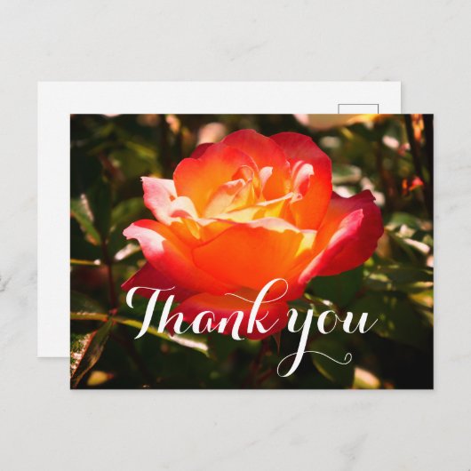 Vielen Dank Rainbow Sorbet Rose #5 Postcard Postkarte (Vorne/Hinten)