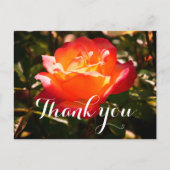 Vielen Dank Rainbow Sorbet Rose #5 Postcard Postkarte (Vorderseite)