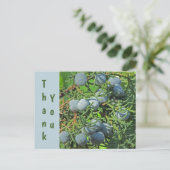 Vielen Dank Spring Pine Berries Foto Wertschätzung Postkarte (Stehend Vorderseite)