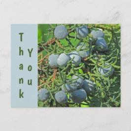 Vielen Dank Spring Pine Berries Foto Wertschätzung Postkarte