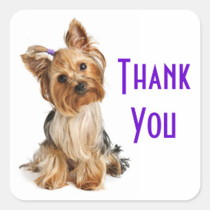 Vielen Dank Yorkshire Terrier Welpe Hund Stickers