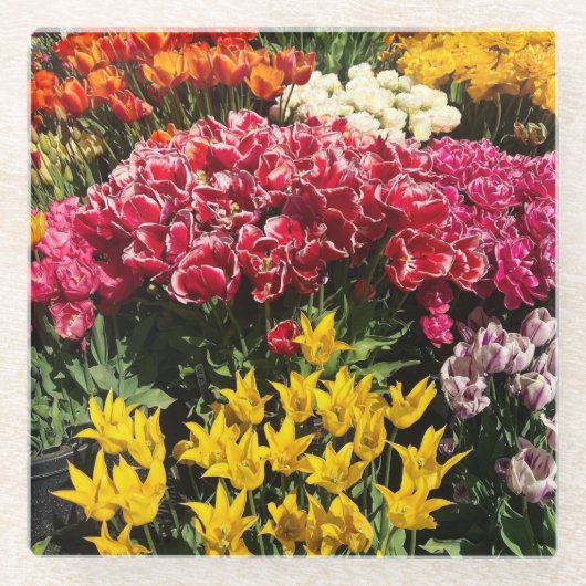 Vielfalt der Tulipen Glasuntersetzer (Vorderseite)