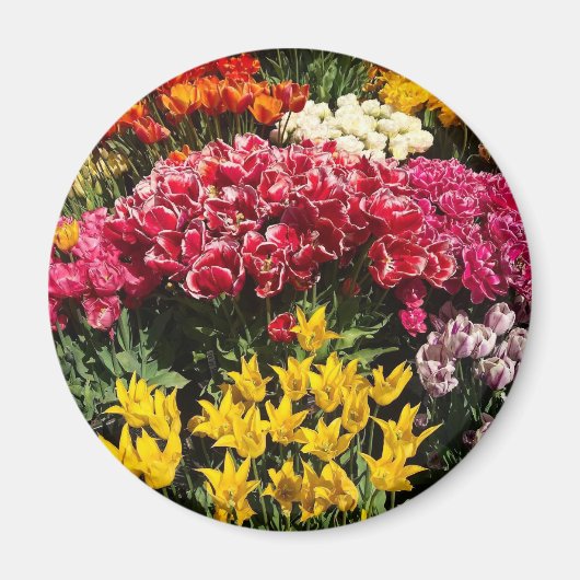 Vielfalt der Tulipen Magnet (Vorne)