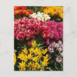 Vielfalt der Tulipen Postkarte