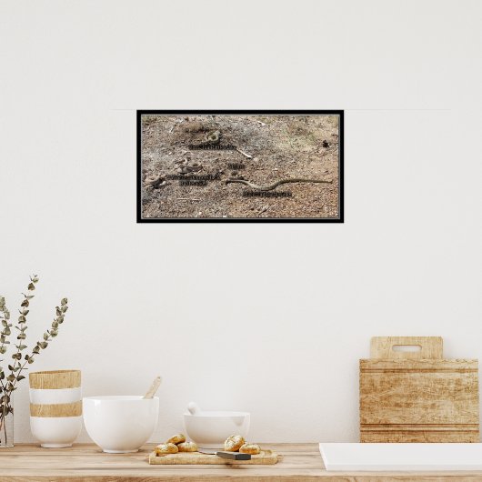Vielfalt des Kongresses, Arizona Rattlesnakes Poster (Küche)