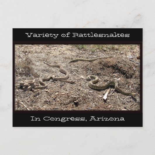Vielfältige Schlangen im Kongress AZ... Postkarte (Vorderseite)