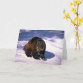 Vielfrass auf Schnee Karte (Gelbe Blume)