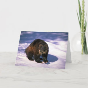 Vielfrass auf Schnee Karte