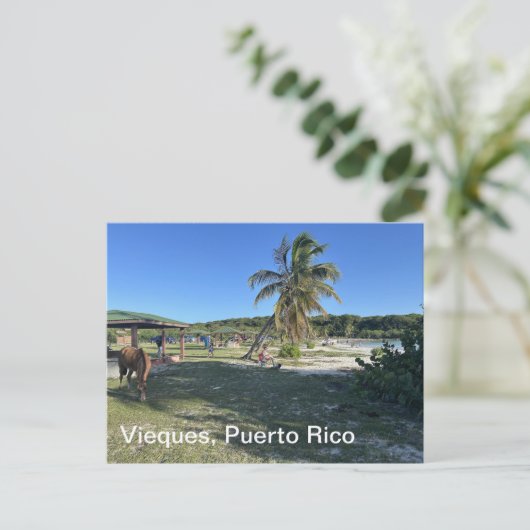 Vieques, Puerto Rico Postkarte (Stehend Vorderseite)