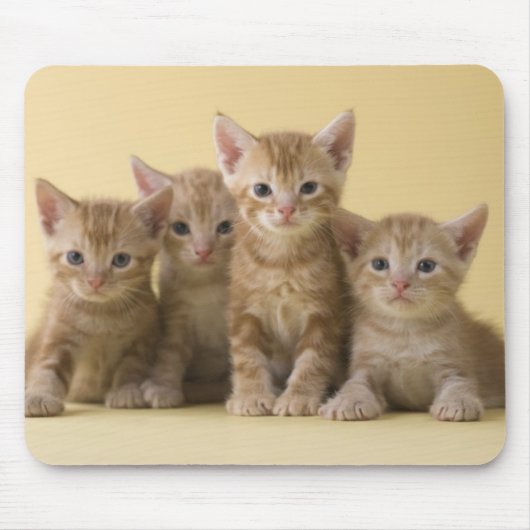 Vier Amerikaner Shorthair Kätzchen Mousepad (Vorne)