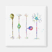 Vier Arten von Neuronen Magnet (Vorne)