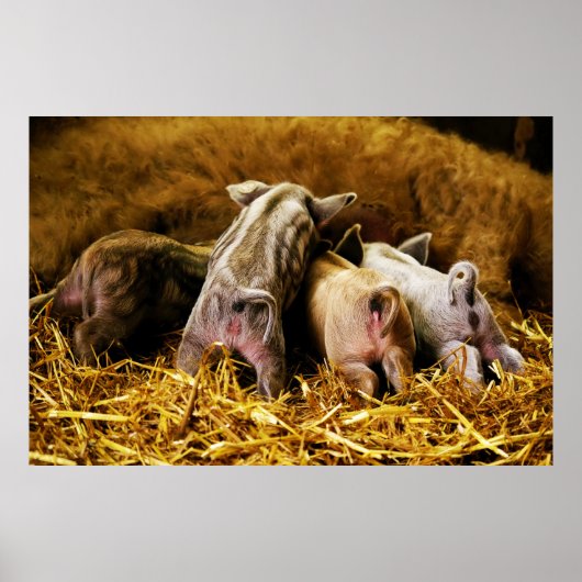 Vier Baby Piglet Mangalitsa Hogs zeigen Hintern Poster (Vorne)