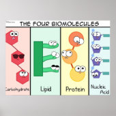 Vier Biomoleküle Poster (Vorne)