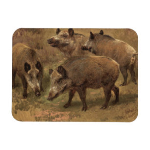 Vier Boars in einer französischen Landschaft (von Magnet