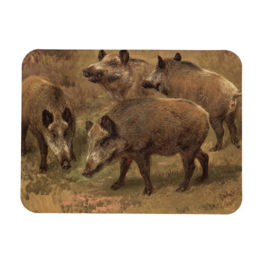 Vier Boars in einer französischen Landschaft (von Magnet (Horizontal)