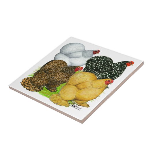 Vier Cochin-Hennen Fliese (Seite)