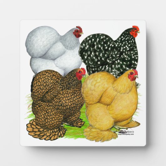 Vier Cochin Hens Fotoplatte (Vorderseite)