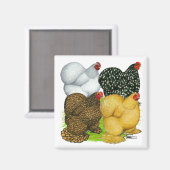 Vier Cochin Hens Magnet (Vorderseite/Rückseite)