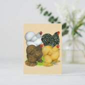 Vier Cochin Hens Postkarte (Stehend Vorderseite)