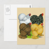 Vier Cochin Hens Postkarte (Vorne/Hinten)
