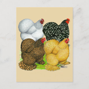 Vier Cochin Hens Postkarte