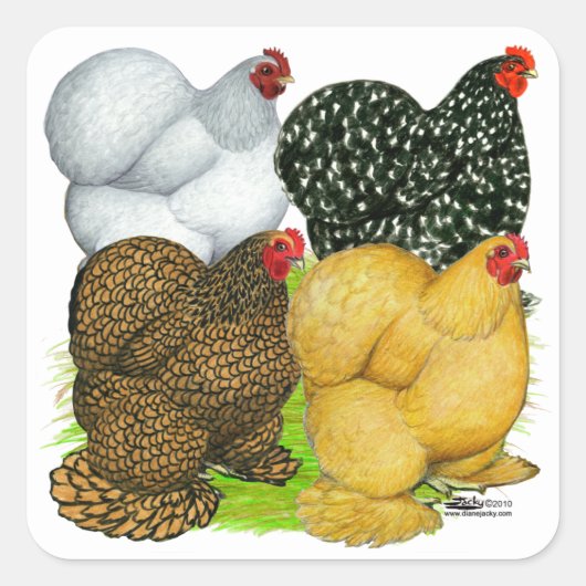 Vier Cochin Hens Quadratischer Aufkleber (Vorderseite)
