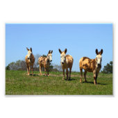 Vier Donkeys Fotodruck (Vorne)