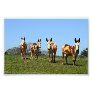 Vier Donkeys Fotodruck
