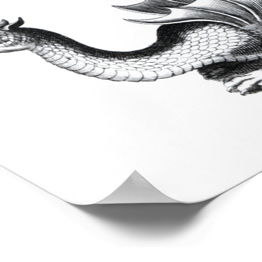 Vier Drachenarten Poster (Ecke)