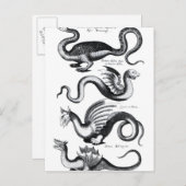 Vier Drachenarten Postkarte (Vorne/Hinten)
