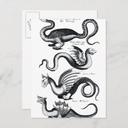 Vier Drachenarten Postkarte (Vorne/Hinten)