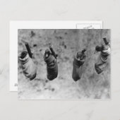 Vier eintägige Entenlinge keilten aus der Last Postkarte (Vorne/Hinten)