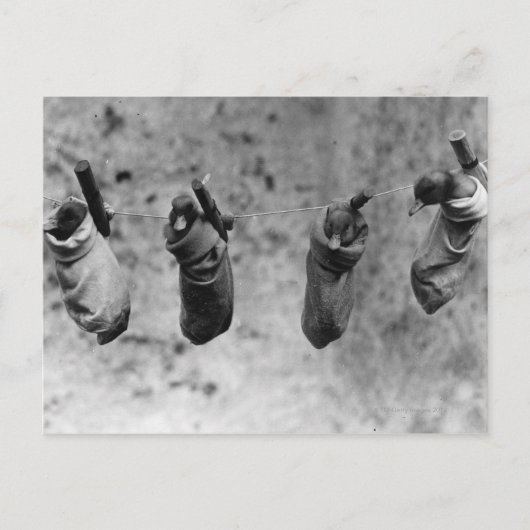 Vier eintägige Entenlinge keilten aus der Last Postkarte (Vorderseite)