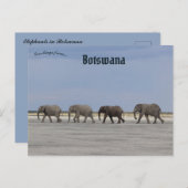 Vier Elefanten in Botswana Postkarte (Vorne/Hinten)