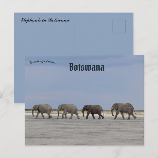 Vier Elefanten in Botswana Postkarte (Vorne/Hinten)