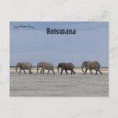 Vier Elefanten in Botswana Postkarte (Vorderseite)