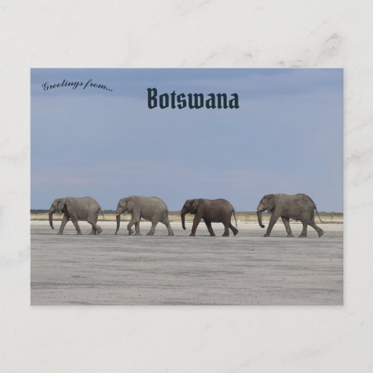 Vier Elefanten in Botswana Postkarte (Vorderseite)