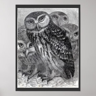 Vier Eulen Vintage Schwarz-Weiß-Poster Poster