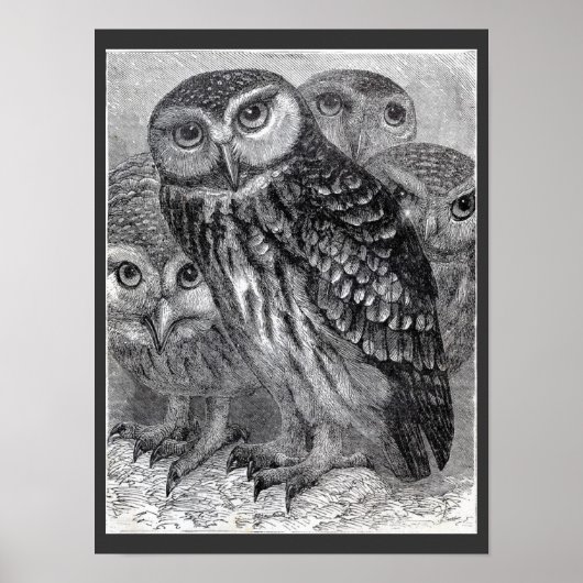 Vier Eulen Vintage Schwarz-Weiß-Poster Poster (Vorne)