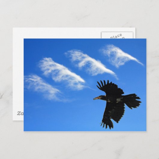 Vier Feathers Postkarte (Vorne/Hinten)