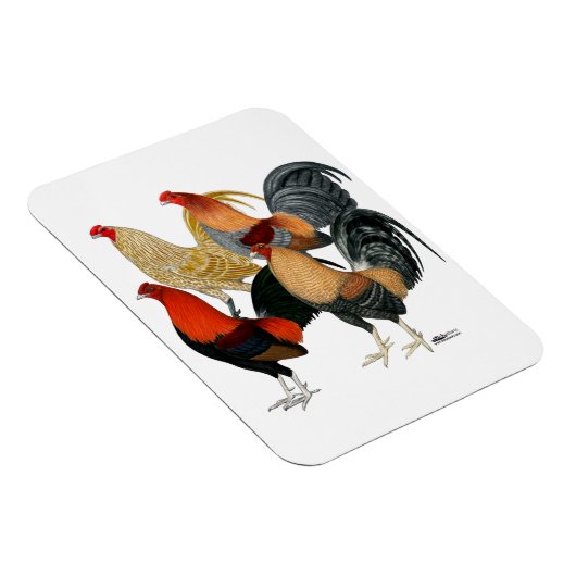 Vier Gamecocks Magnet (Rechte Seite)