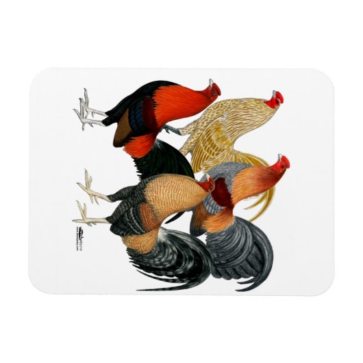 Vier Gamecocks Magnet (Horizontal)