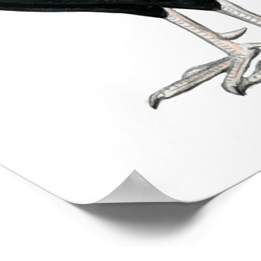 Vier Gamecocks Poster (Ecke)