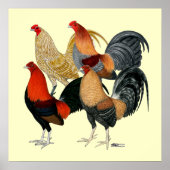 Vier Gamecocks Poster (Vorne)