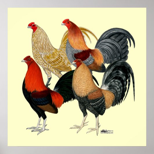 Vier Gamecocks Poster (Vorne)